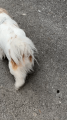 Morning Dog Walk Documented Through Tbilisi Neighborhoods