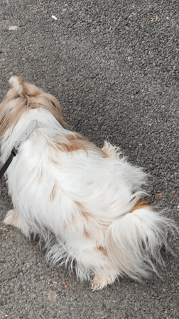 Morning Dog Walk Documented Through Tbilisi Neighborhoods