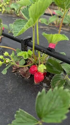 A close-up shot shows a strawberry plant growing on black fabric, part of what appears to be a strawberry farm. The plant is being watered by a black irrigation tube with pink nozzle attachments. A hand reaches into the frame and picks a ripe, red strawberry from the plant. There are two ripe strawberries on the plant.