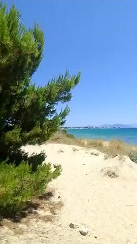 The video pans across a beach on a clear, sunny day. In the foreground, a large pine tree with green needles is visible on the left side. The sand dunes are covered with dry grass and some green bushes. The ocean stretches out to the horizon, with a clear blue sky above. In the distance, there are faint outlines of landmasses. Several people are visible in the water, some swimming and others further out. One person is walking along the shoreline. The water is a vibrant turquoise color.