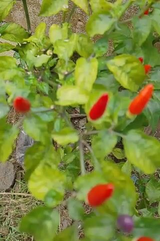 A close-up, top-down video shows a chili pepper plant with many small, red, and some purple peppers. The plant has green leaves and is outdoors, with a rough, beige wall visible in the background. The camera pans slowly upwards, revealing more of the plant and its peppers.