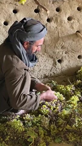 A man with a beard and turban is crouching in a room with a rough, earthy wall that has many circular holes. He is surrounded by piles of green and purple grapes. He is holding a bunch of grapes in his right hand and appears to be inspecting them. He also has a wooden stick in his left hand that he is using to move the grapes. The man is wearing a brown robe and pants.