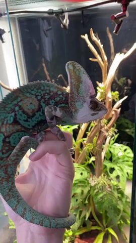 A person's hand holds a veiled chameleon. The chameleon has green and brown coloring with a prominent casque on its head. The chameleon is facing to the right and looking forward. The background is a terrarium with branches, plants, and lighting equipment. The camera angle is close-up on the chameleon and the hand.
