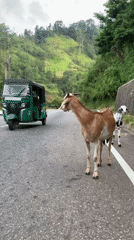 Goats loose on a rural road in Morethota, Sri Lanka
