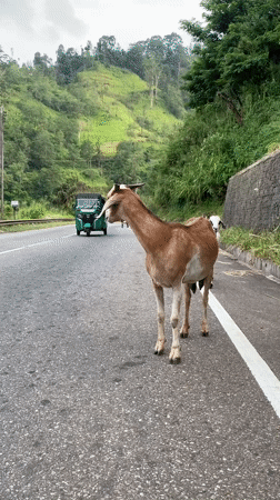 Goats loose on a rural road in Morethota, Sri Lanka