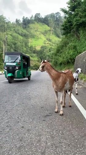 Goats loose on a rural road in Morethota, Sri Lanka