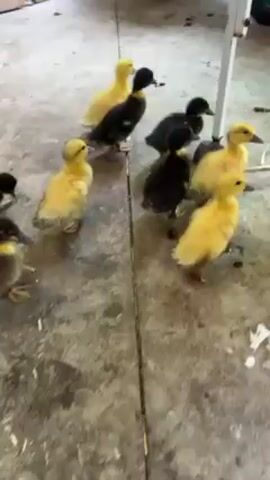 The video shows a group of ducklings in what appears to be a garage or shed. There are several yellow ducklings and several black ducklings. They are clustered near a white table with wheels. The floor is concrete and scattered with bits of hay or straw. In the background, there is a box, a small tractor or trailer, and a wheel. The ducklings move around the table, chirping can be heard.