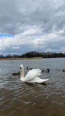 Swan and ducks spotted in Belarus lake