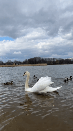 Swan and ducks spotted in Belarus lake