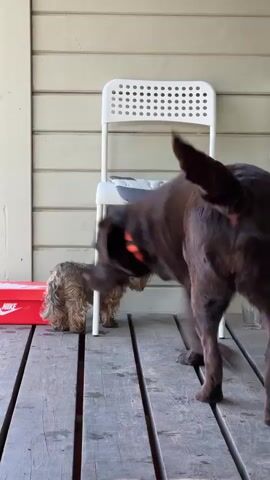 A brown Labrador Retriever with an orange collar is standing on a wooden porch alongside a small, tan dog. The Labrador turns its head and walks out of view, its tail wagging. A white chair is positioned against a light yellow clapboard wall in the background, as is a red shoebox labeled Nike.