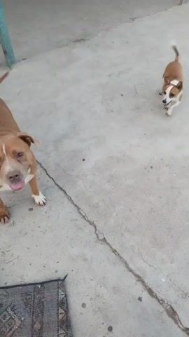 The video shows two dogs in an outdoor area with a concrete floor and some woven mats on the ground. The first dog, a larger brown pit bull-type dog, is standing in the foreground, looking directly at the camera with its tongue out. The second dog, a smaller brown and white dog, is in the background, facing the larger dog and appearing to be in motion. A cat is then shown in close-up, with its face and fur visible. The cat is looking to the side.