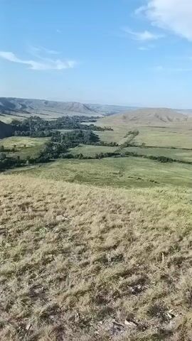 The video captures a sweeping panoramic view of a vast, undulating landscape under a clear blue sky. The foreground is dominated by dry, golden-brown grass, suggesting a semi-arid or late-summer environment. The terrain slopes downwards, revealing a wide valley. Within the valley, a winding strip of lush green trees, likely a riparian forest, hugs a meandering body of water or a plain. The middle ground features rolling hills, some with steep, shadowed slopes, interspersed with patches of green vegetation and dry grass. In the distance, a series of more distant, softer hills fade into the horizon, with a hazy, expansive plain or steppe stretching out further. The overall impression is one of natural, open space and gentle geological formations. There are no people or man-made structures clearly visible in the frame.