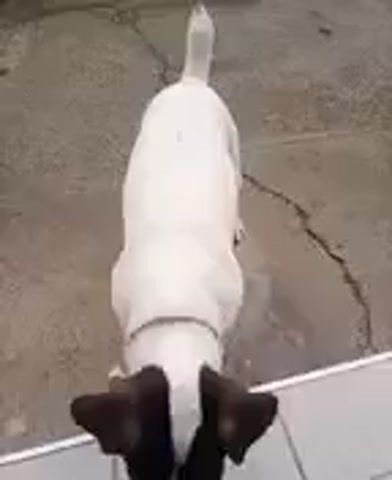 A white and brown dog is filmed from above as it walks across a concrete surface. The dog has dark brown ears and a white body with a few black spots on its back. It wears a pink collar. The dog walks towards a gray tiled surface. The scene appears to be outdoors.