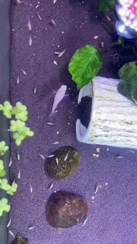 The video shows an aquarium from a top-down perspective. The substrate is dark purple, possibly gravel or sand. Numerous small, light-colored fish, appearing to be fry or juveniles, are dispersed throughout the tank. A single larger, pale pink or lavender fish is swimming in the upper left quadrant of the frame, near a cluster of green floating plants. In the center right of the image, there is a white, hollow log decoration, with some green plant leaves protruding from it. Two rocks, one darker and rounder and the other lighter and more elongated, rest on the substrate in the lower center of the frame. There are also some small, yellow flecks, possibly food, scattered on the substrate. The lighting appears to be from above, illuminating the tank.