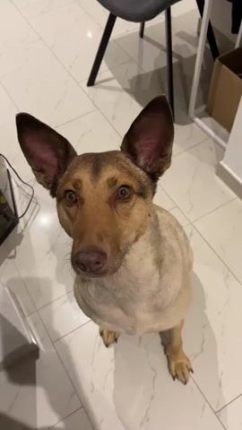 A brown and tan dog with large ears is sitting on a tiled floor. A person's hand is holding a treat near the dog's nose. The dog looks up at the treat and then quickly takes it into its mouth. The background is blurred but shows furniture and a white wall.
