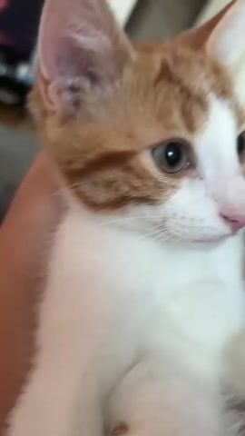 A close-up shot of an orange and white kitten's head. The kitten is looking to the right of the frame with its ears perked up. Its nose is pink, and its eyes are a light green color. The kitten appears to be held in someone's arms, as a portion of a person's arm is visible in the lower left corner of the frame. The background is out of focus but appears to be an indoor setting with some furniture visible.