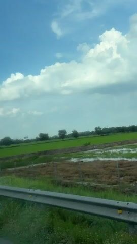 The video shows a side view of a rural landscape from a moving vehicle. A metal guardrail is visible in the foreground, with tall green grass growing along its base. Beyond the guardrail, there is a flat, green field, likely a rice paddy, stretching towards a line of trees in the distance. The sky is a clear blue with scattered white clouds. A tall, grey utility pole is positioned on the right side of the frame, obscuring parts of the landscape as the vehicle moves. The video captures the motion of passing by this scenery.