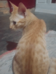 Afternoon at home with several cats in Nusa Agung