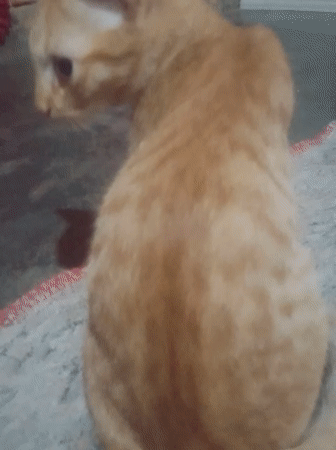 Afternoon at home with several cats in Nusa Agung