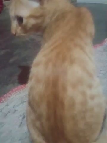 The video shows a close-up of an orange tabby cat grooming itself. The cat is lying on its side on a patterned surface, possibly a rug or carpet, with a reddish-brown object nearby. The cat's head is tilted back, and its tongue is visible as it licks its fur. The background is blurred, but hints of a floor and possibly furniture are visible. The lighting appears to be indoor.