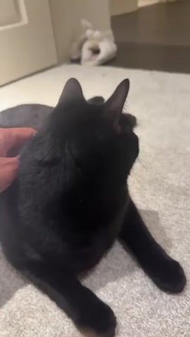 The video shows a black cat lying on a carpeted floor. A person's hand is petting the cat's head and face. The cat's ears are visible, and it appears to be relaxed. In the background, a white object, possibly a stuffed animal or a shoe, is visible. A closed door is also in the background.