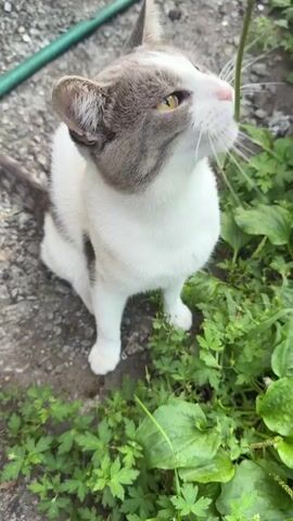 A medium shot video shows a white and gray cat sitting in the dirt surrounded by green plants. The cat is looking up and to the left, then a thin green stem is brought into the frame and the cat nibbles on it. The cat then lowers its head and appears to look down at the stem before the video ends.