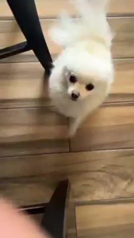 A close-up video shows a small, fluffy white dog on a wooden floor. The dog, presumably a Pomeranian, moves around a person sitting on a chair. The camera angle shifts to focus on the dog's face as it looks up. The dog is standing on its hind legs, seemingly interacting with the person, before the video ends.