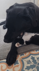 Dog gently cares for kitten in Chatham home