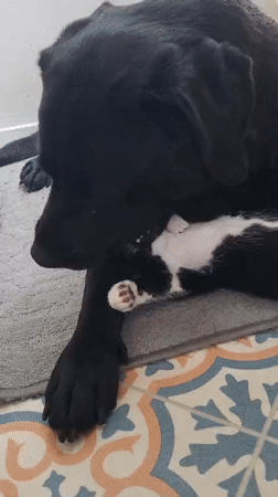 Dog gently cares for kitten in Chatham home