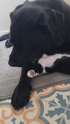 A short, low-angle shot captures a large, black dog lying on a gray rug with an adjacent patterned tile floor. A small, black-and-white kitten nestles near the dog's head. The dog gently licks the kitten, who looks up with wide eyes. The kitten is partially obscured by the dog's body and paw. The background includes a plain white wall.