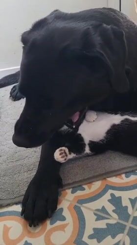 Dog gently cares for kitten in Chatham home