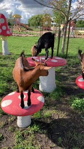 Three goats are in a grassy outdoor enclosure with several oversized mushroom-shaped structures, two of which have red caps with white spots and white bases. One goat, which is brown with black markings, stands on a mushroom in the foreground, facing right with its head turned towards the camera. To its left, another brown goat with black markings stands on a mushroom, facing left with its head lowered. In the background, a black goat stands on another mushroom, facing away from the camera and eating something. To the right, a brown goat stands on a mushroom, facing left. The enclosure also features a playground structure with slides and a swing set in the far background, along with a fence and some trees. The ground is covered in grass and dirt. In the foreground, the camera pans down to show a close-up of a brown goat's face, which has a green tag in its ear. The video then returns to a wider shot of the enclosure, showing the goats interacting with the mushroom structures and the surrounding environment. A chicken is visible near one of the mushrooms in the background. The sky is partly cloudy.
