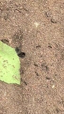 The video shows a patch of small rocks and dirt, with a partially visible light green leaf on the left side. Several ants are visible, moving around the rocks and near the leaf. Someone is speaking in the background but is not visible in the frame.