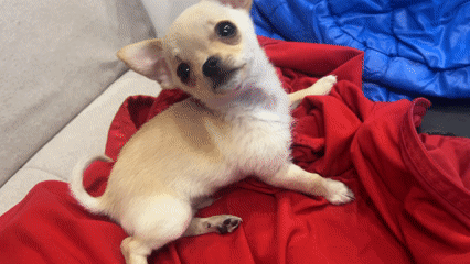 Chihuahua puppy rests on jacket, explores couch in Sofia