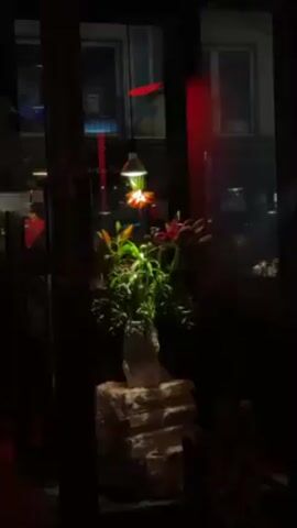 The video shows a dimly lit interior space, possibly a restaurant or bar, seen through a glass window. A display of flowers in a vase sits on a blocky, off-white base, illuminated by a single bare bulb suspended above.  The flowers are a mix of greenery and colorful blooms, likely lilies. Reflected in the glass are lights and building details from the street outside.  The overall atmosphere is dark, with red ambient lighting inside the space.  Music plays audibly in the background.