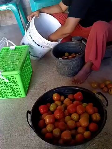 A person is sorting tomatoes from a white bucket labeled NIPPON PAINT into a black bucket. The person is wearing a black shirt and red pants and is sitting on a low stool. There is a green basket to the left of the white bucket and another black bucket containing tomatoes in the foreground. Several loose tomatoes are scattered on the concrete floor. The scene appears to be outdoors.