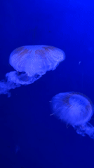 Glowing jellyfish drift through a blue-lit Prague aquarium