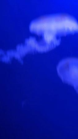 Glowing jellyfish drift through a blue-lit Prague aquarium