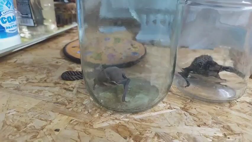 A video shows two glass jars on a wooden surface. Inside the left jar, a bat is perched on what appears to be a green object. The bat is facing towards the camera. In the right jar, another bat is visible, positioned in a more hunched posture. The right jar has a black lid with text on it. The background is blurred but suggests an indoor setting with some items on shelves.