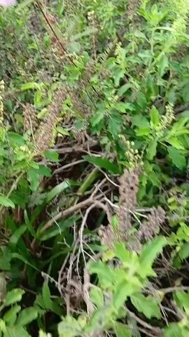 The video shows a close-up of a plant with pink flowers and green leaves. A grasshopper is perched on a stem of the plant, facing left. The background is filled with more greenery, suggesting an outdoor environment. The camera is stationary and focused on the plant and the grasshopper.