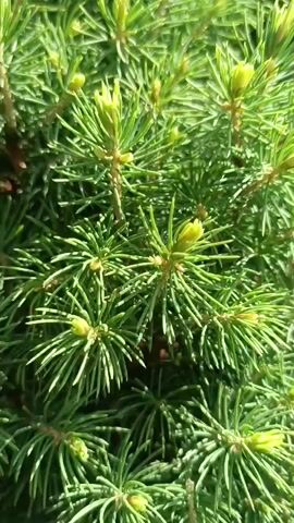 The video shows a close-up, stationary shot of a dense evergreen shrub with many sharp, green needles. The needles are clustered on short branches, and at the tips of some branches, there are small, light green buds or new growths. Sunlight appears to be filtering through the foliage, creating highlights and shadows. The background is blurred and out of focus, suggesting the camera is focused on the plant itself. The overall impression is of a vibrant, healthy plant, possibly in the springtime due to the presence of new growth. There are no people, animals, or any other objects visible in the frame.
