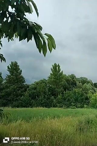 The video shows a natural landscape with trees and grass under a cloudy sky. The foreground features green grass and some plants, possibly crops, with white flowers visible on the right side. A dense line of trees forms the midground, with a tall evergreen tree standing out in the center. The background consists of a sky filled with dark, heavy clouds, suggesting an impending storm or overcast weather. The timestamp at the bottom indicates the video was recorded on July 5, 2026, at 17:42. There are no people or discernible actions taking place in the video.