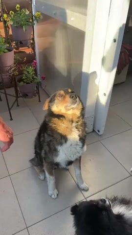 The video shows a man interacting with two dogs on a tiled patio. The main subject is a medium-sized mixed-breed dog sitting attentively, looking upwards with its ears perked and a happy expression. The man, wearing a white t-shirt and yellow shorts, kneels down and offers his hand to the dog, which places its paw in his palm. The interaction appears to be a "shake paw" command. Another smaller black and white dog is visible in the lower right corner, also looking towards the interaction.

In the background, there's a tiered plant stand with purple pots holding various flowers, including yellow and pink ones. A wooden fence and green trees suggest an outdoor setting with a natural environment. A transparent structure, possibly a greenhouse or sunroom, is also present, casting shadows on the patio. The lighting suggests it's daytime, likely late afternoon or early morning due to the warm, golden light. The scene evokes a sense of warmth and domestic happiness, with the dogs clearly enjoying the attention from the man.

The location context provided is "Воронежское-2, Russia." There is no visible text in the video.