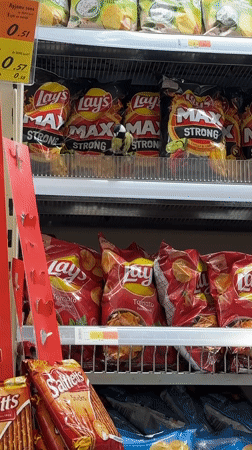 Wild Bird Found Perched in Supermarket Chip Aisle in Riga