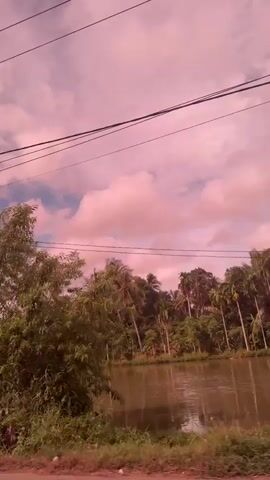 The video shows a scenic view from a moving vehicle. The sky is a soft pink with white clouds, and power lines are visible stretching across the frame. Lush green trees and bushes line the roadside, with some areas appearing overgrown. In the distance, there are glimpses of buildings, including a long, white structure and smaller houses with red roofs. A body of water, possibly a pond or lake, is visible next to one of the buildings. Palm trees and other tropical vegetation are interspersed throughout the landscape. The overall impression is one of a rural or semi-rural setting with a picturesque sky.