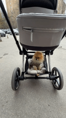 Dog rides in baby stroller basket in Khimki