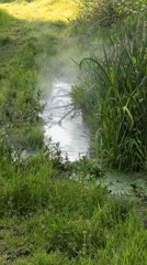 Morning wildlife and pastoral scenes documented near Sapareva Banya