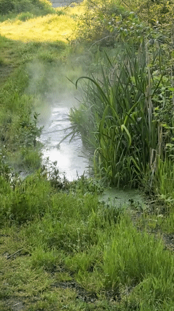 Morning wildlife and pastoral scenes documented near Sapareva Banya