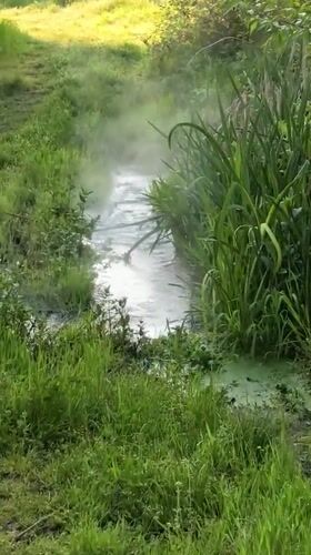 Morning wildlife and pastoral scenes documented near Sapareva Banya