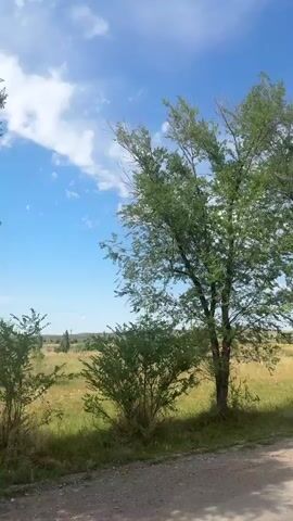 The video shows a static view of a rural landscape. Two trees frame the foreground, with a dirt road in front of them. Beyond the trees, a field of dry grass stretches to the horizon, dotted with sparse vegetation. A power line pole stands in the middle ground, and a traffic sign is visible on the right. The sky is blue with scattered white clouds. The lighting suggests it is daytime, likely sunny. There are no people or animals visible in the video.